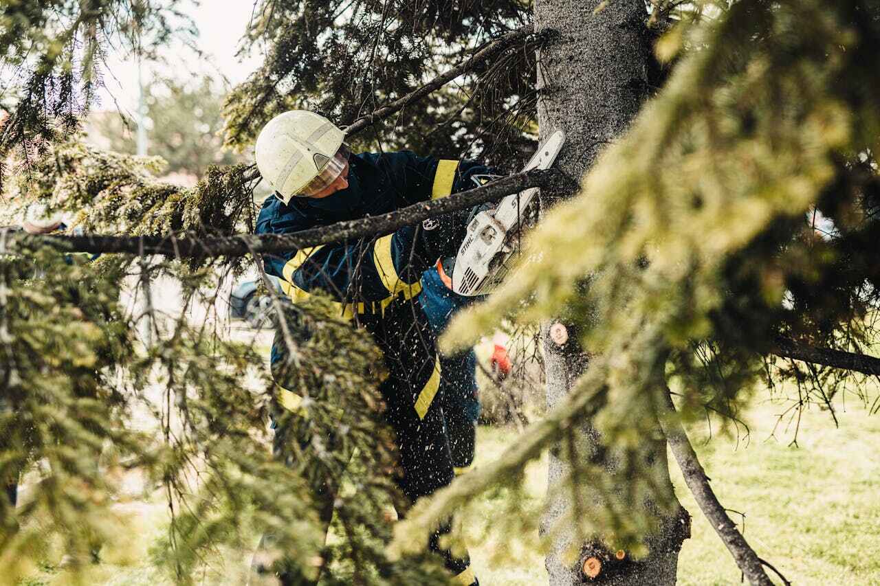 Best Tree Trimming Near Me  in Lockwood, MO